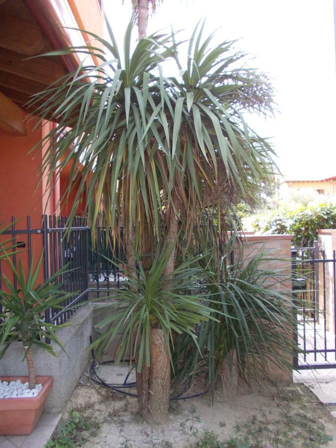 Alessandria Residence Desenzano del Garda Bagian luar foto